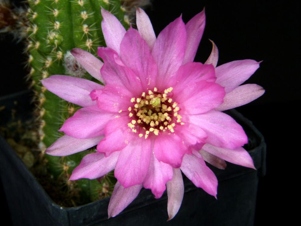 Chamaecereus